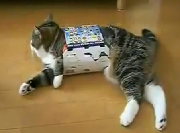 Animais loucos